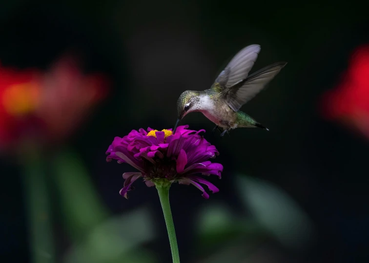 a hummingbird hovers next to a flower