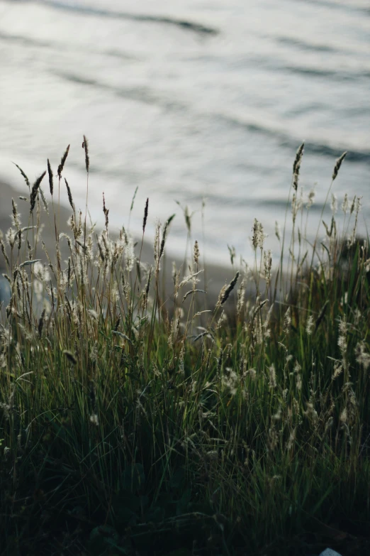 grass with sea on shore of beach area