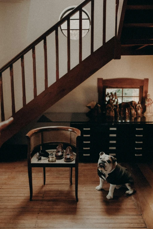 a small dog sitting next to a chair under a staircase