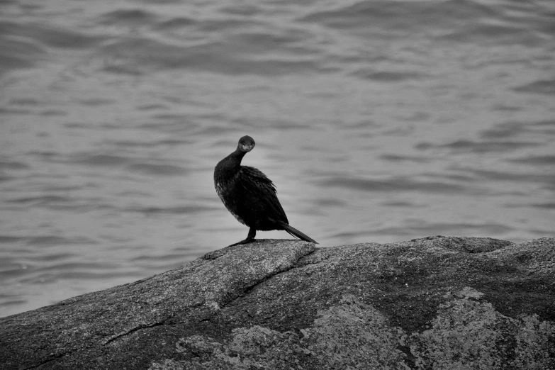 bird sitting on a rock by a body of water