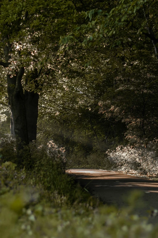 a tree lined road in a forested area near some trees