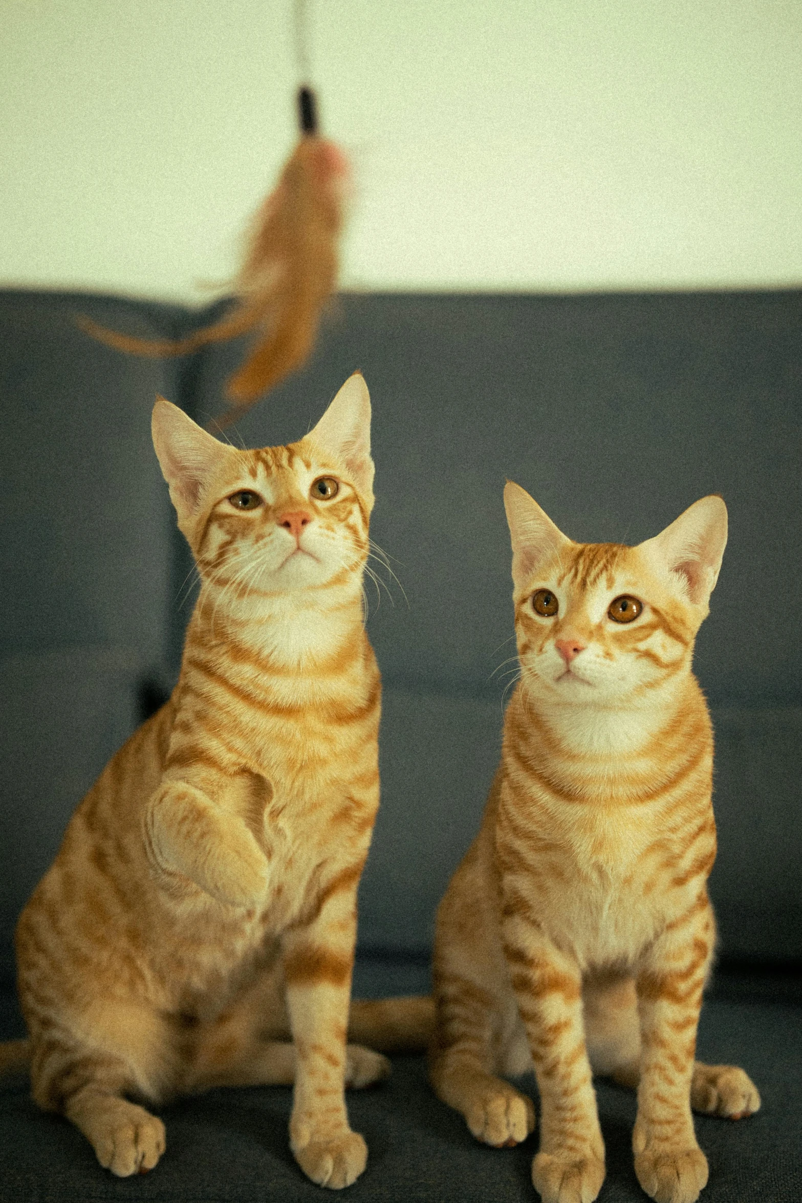 two orange cats sitting on a black couch