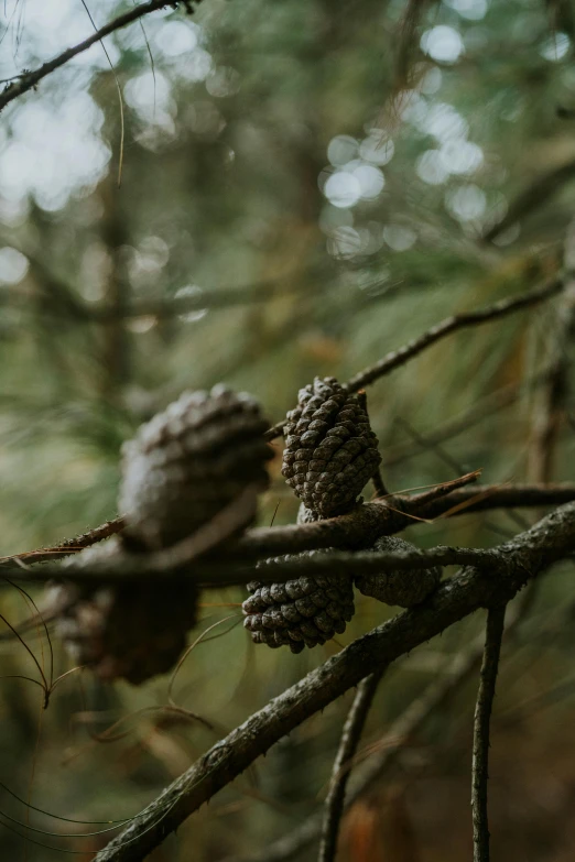 the small pine cones on this tree are brown