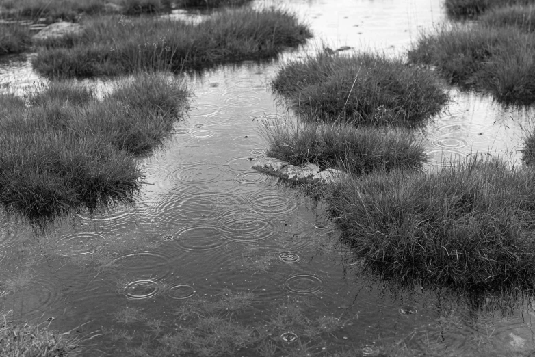 the po shows a group of low grass areas with water running in to them