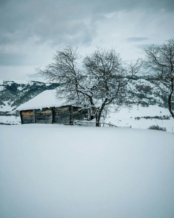 a snow covered field with lots of trees