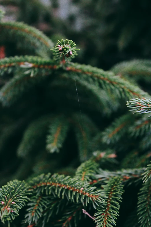 the nches of a evergreen tree have needles