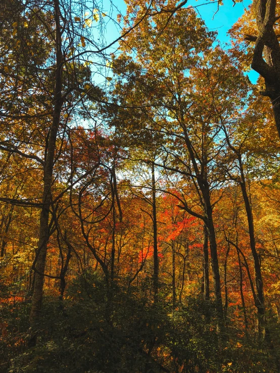 an orange tree surrounded by fall colored trees