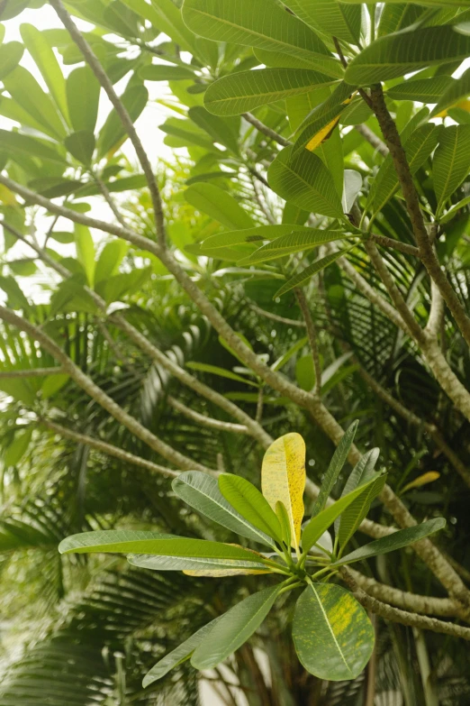 a large plant that has been growing in some trees