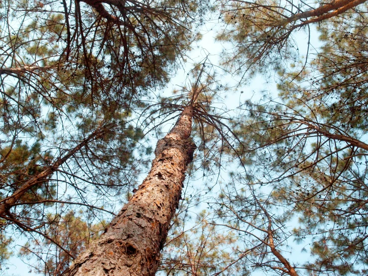 view up at tall trunks and nches in a forest