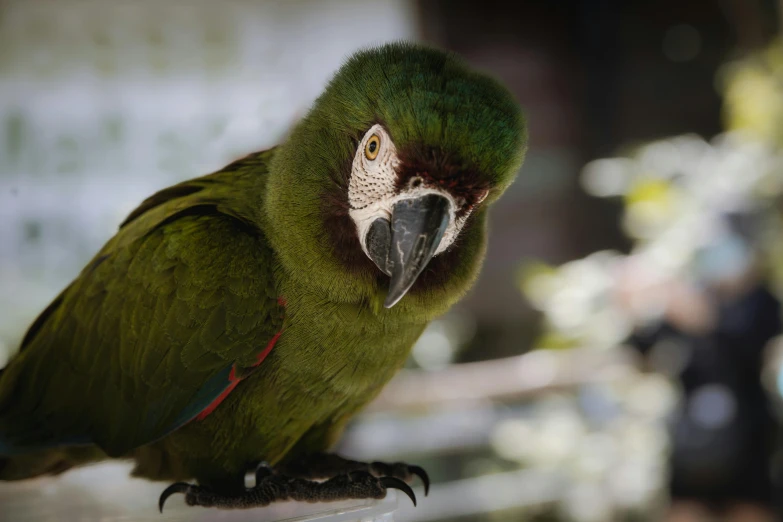 a green parrot with orange on the side, sits