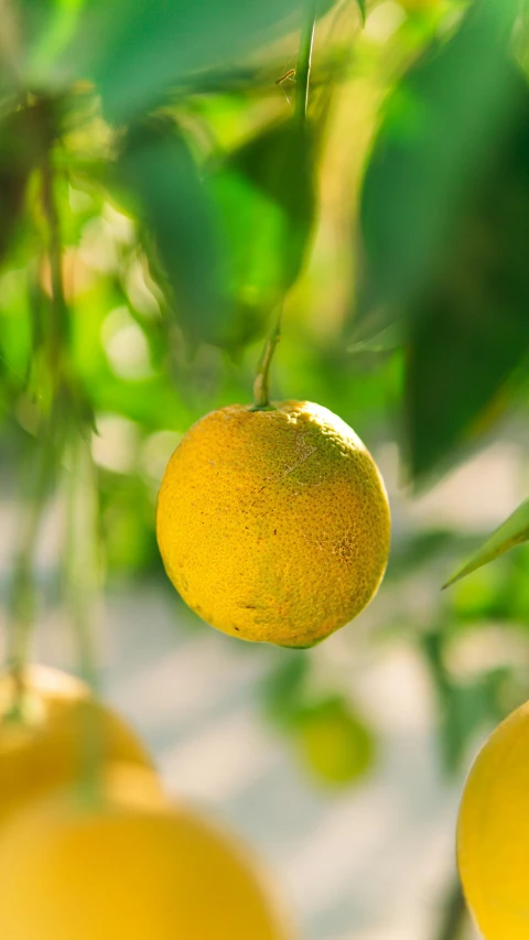 three oranges hanging on the tree in an orchard