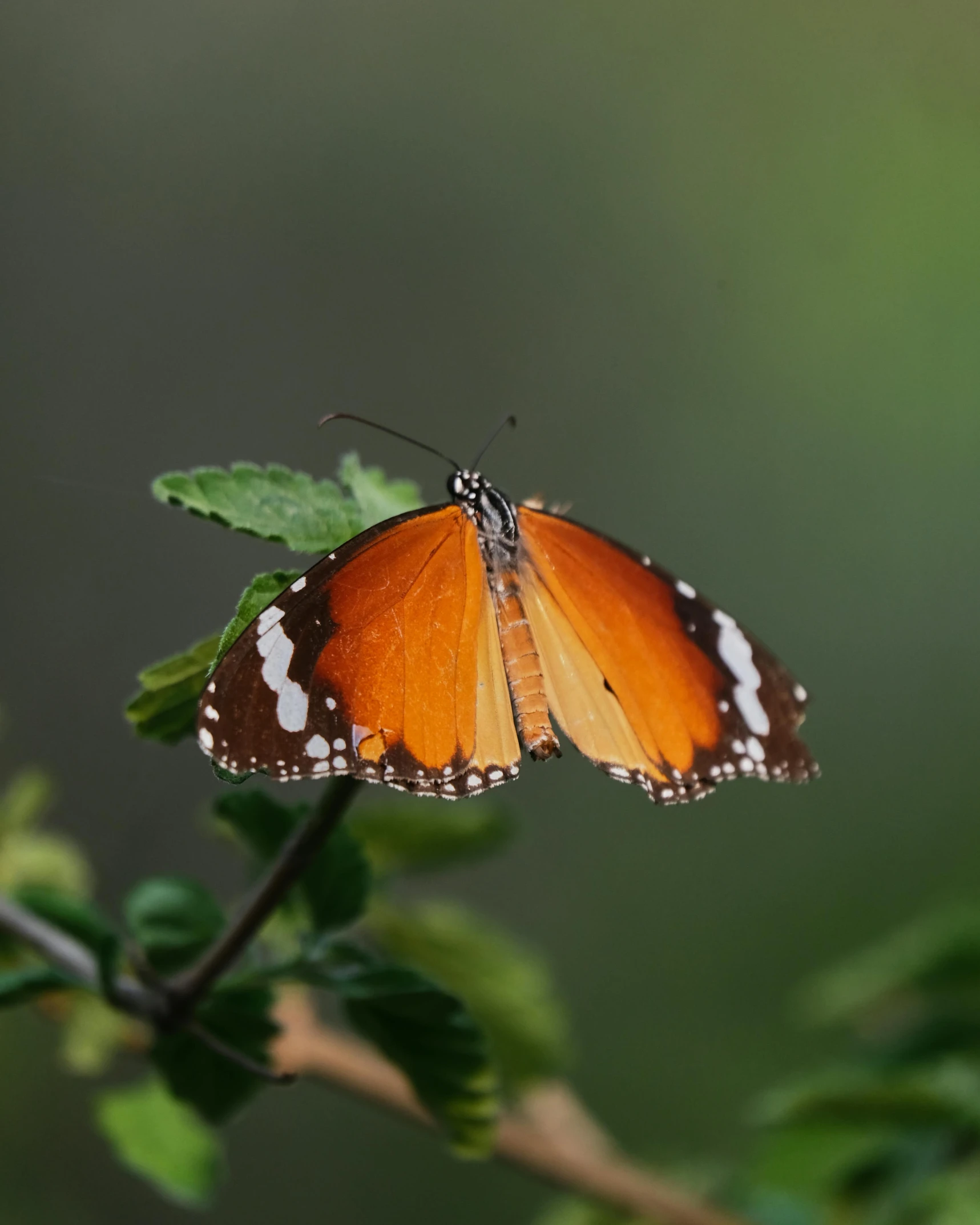 an orange and white erfly resting on a leaf