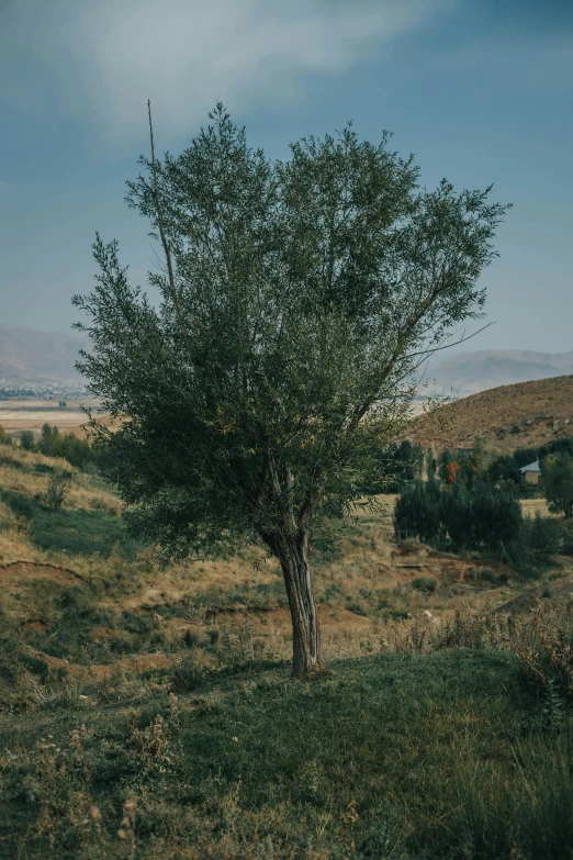 a lonely lone tree in a barren field