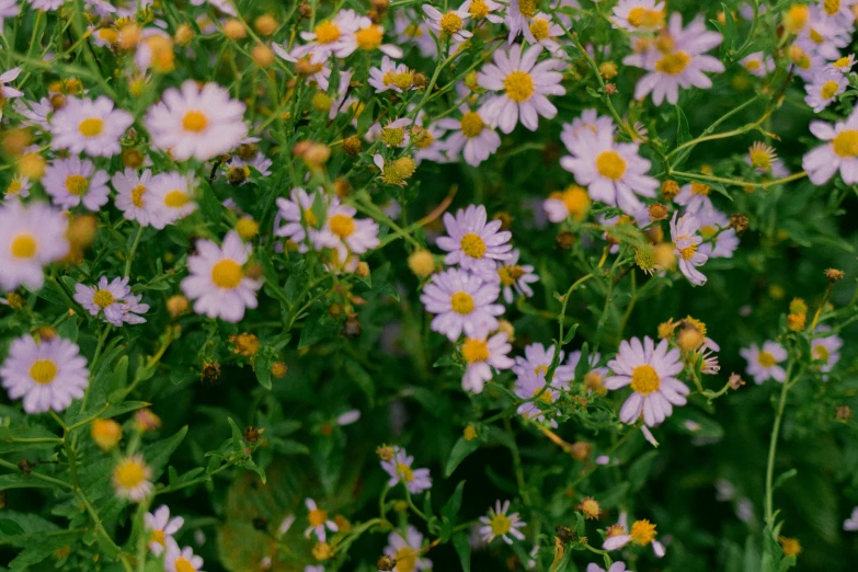 white and yellow flowers next to each other