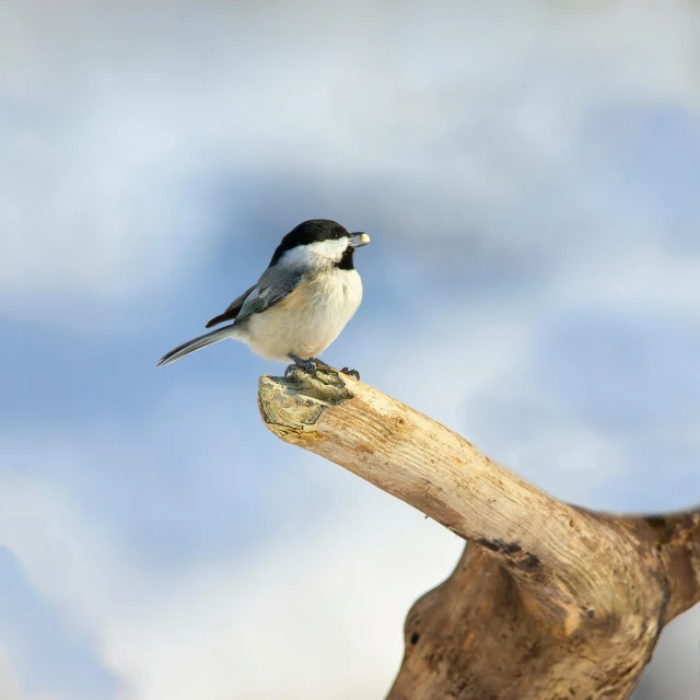 a bird is sitting on top of a nch