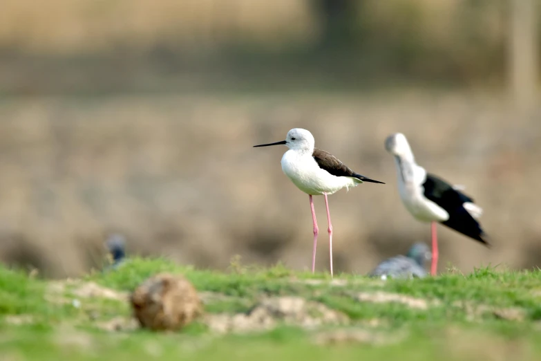 there are two birds that are standing on grass