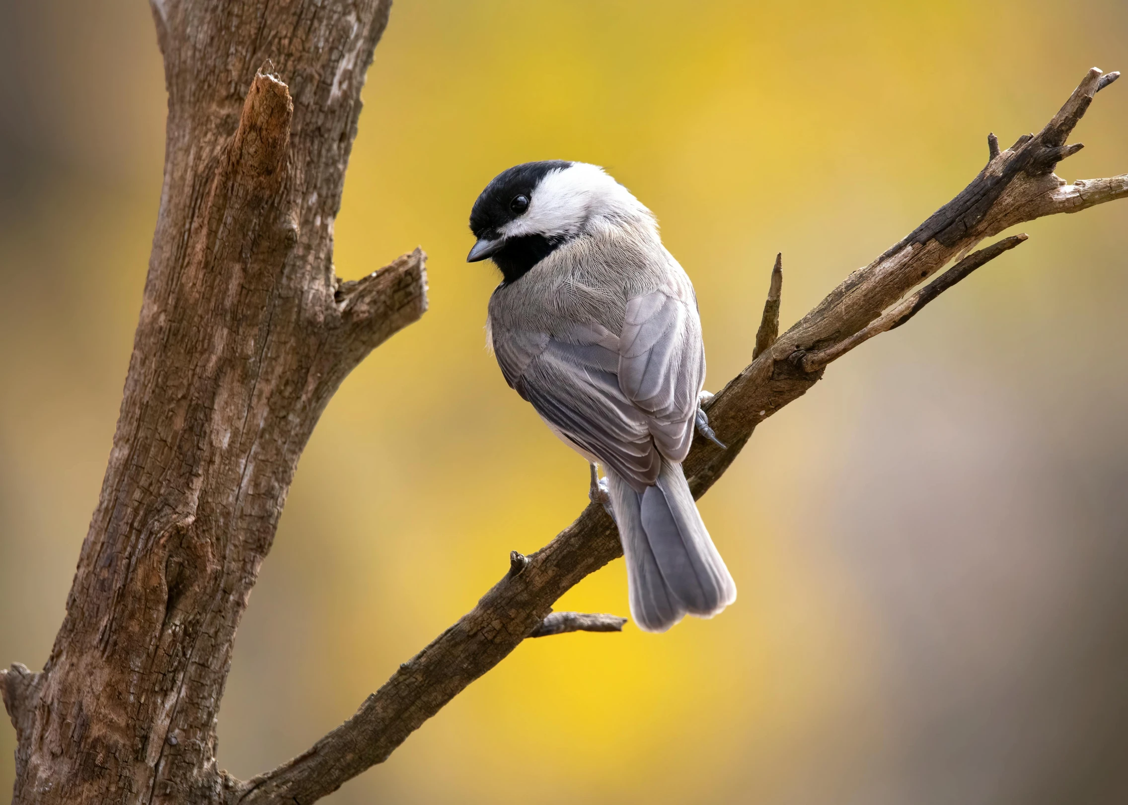 a grey bird sitting on top of a tree nch