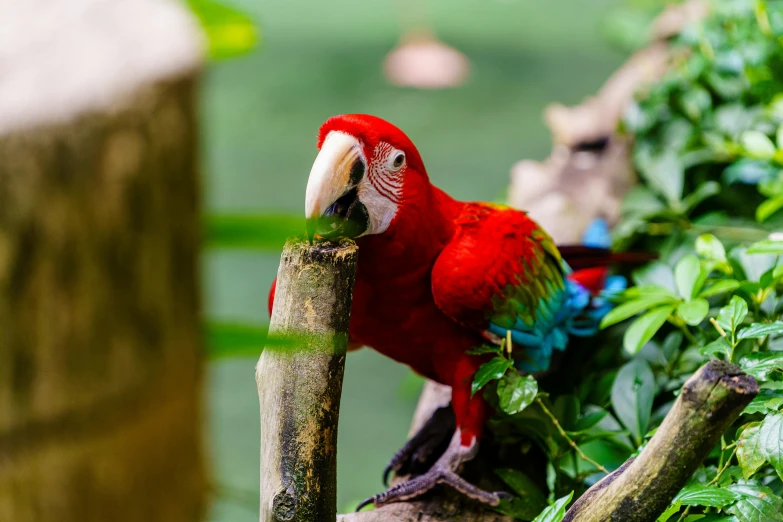 the parrot is sitting on the nch with its mouth open