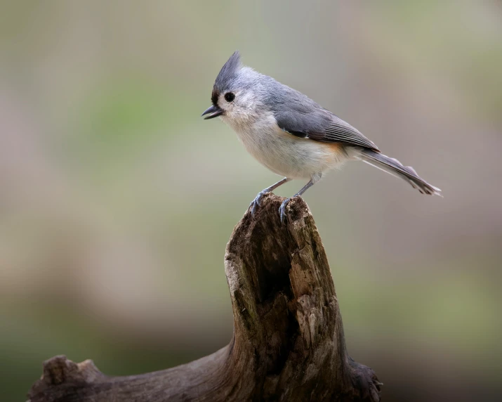 a small bird is sitting on top of a nch