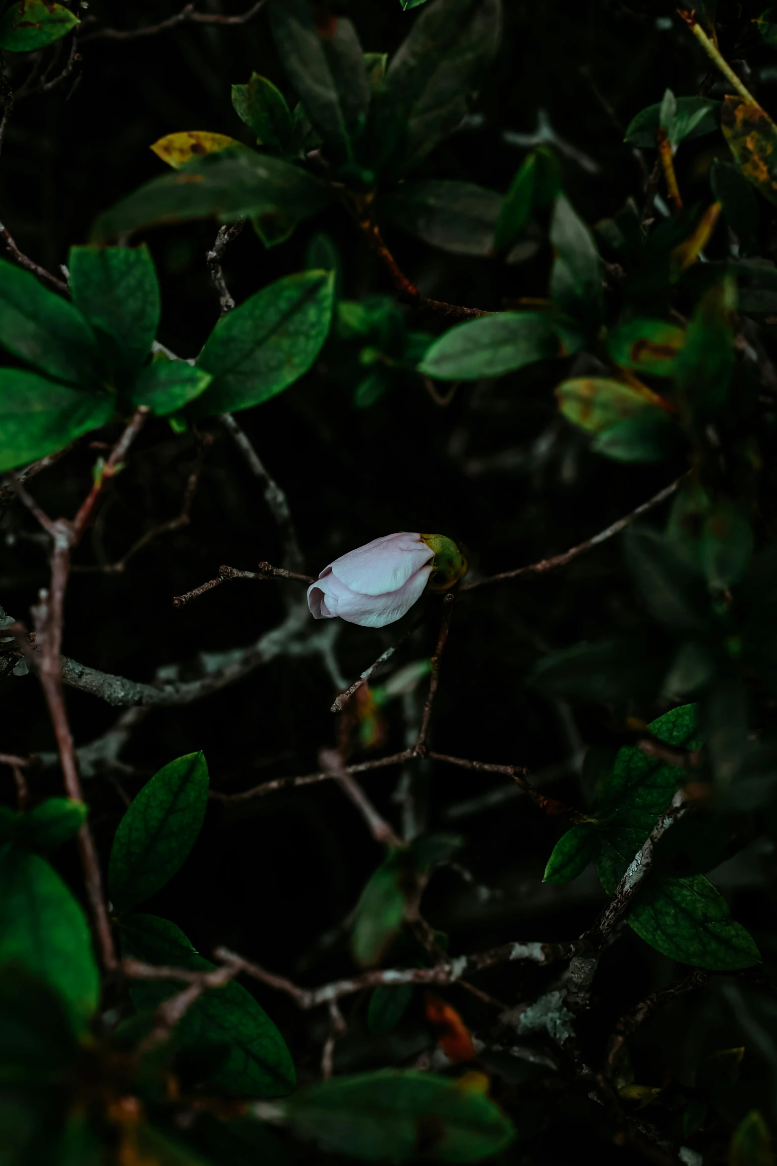 some leaves and a flower is shown in the dark