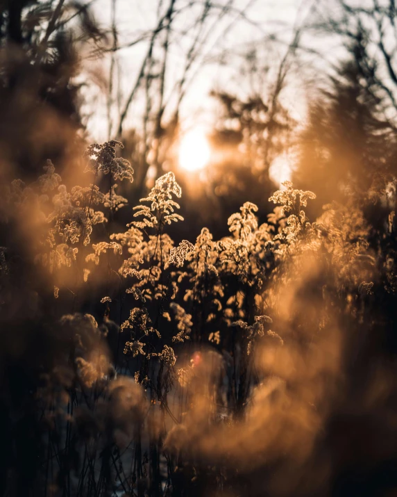 sun shining through some brush in the winter