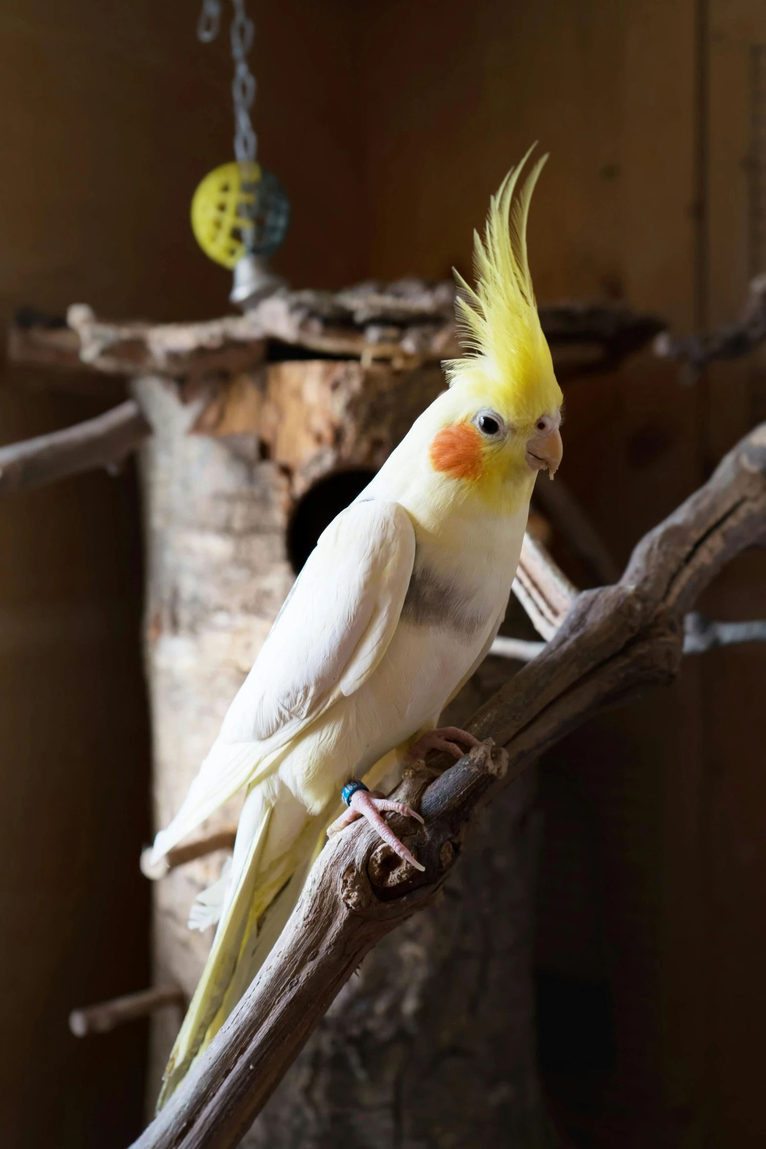 a white and yellow bird perched on top of a nch