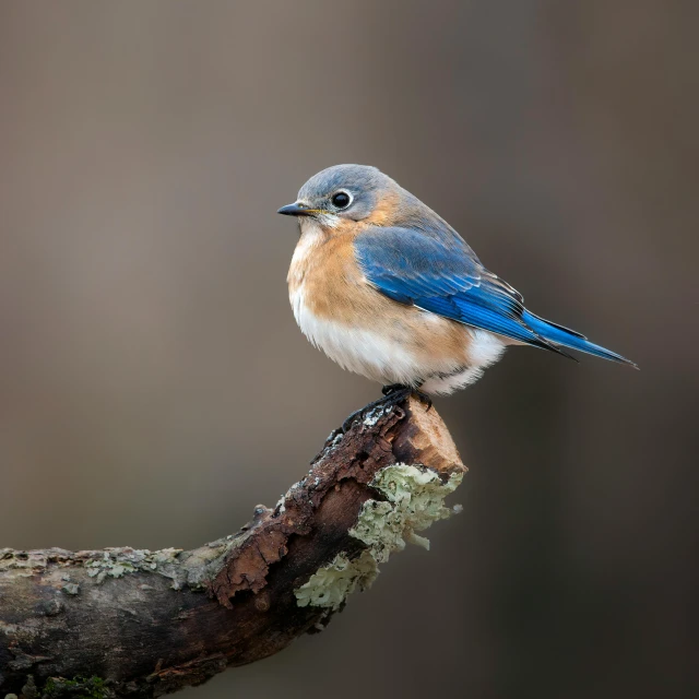 the bird is perched on a tree nch