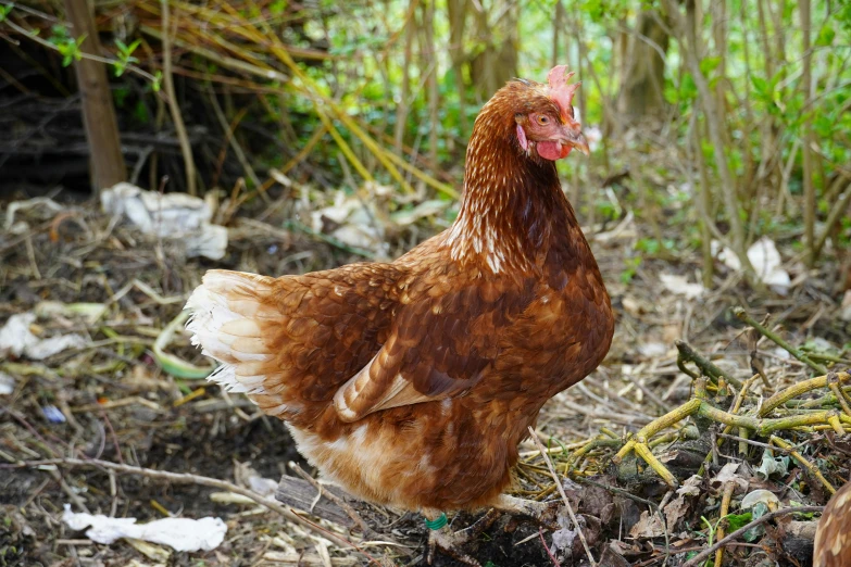 a red and white chicken is walking among bushes
