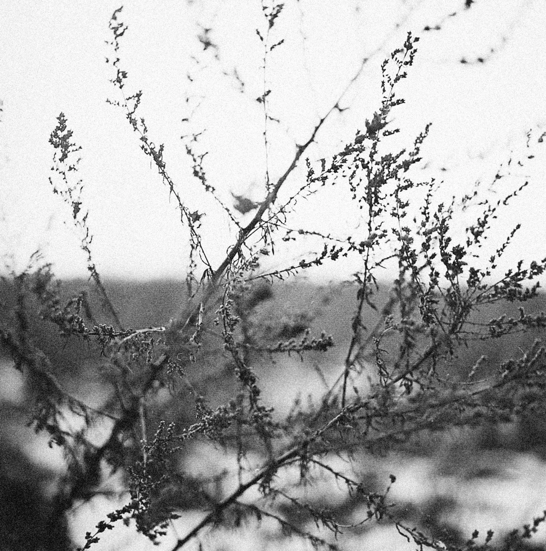 a bare tree with lots of leaves is in front of a black and white po