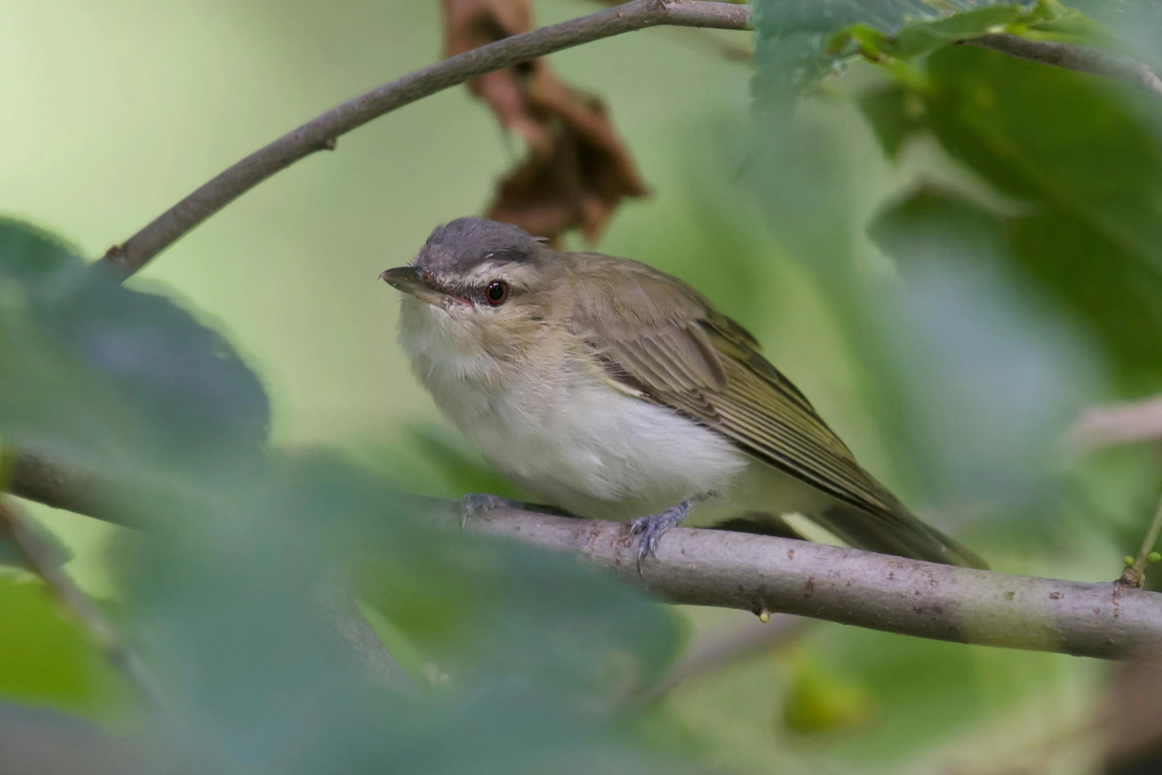 a small bird is perched on the nch