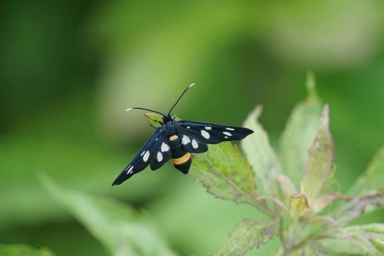 a large, black erfly with white spots sitting on top of a green plant