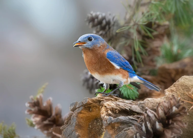 a blue bird stands on a nch of pine needles