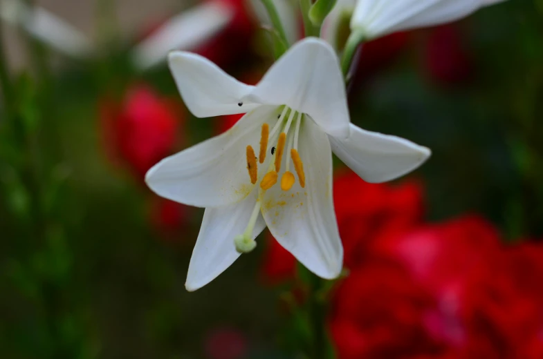 a white lily with yellow stamen is in a flower bed