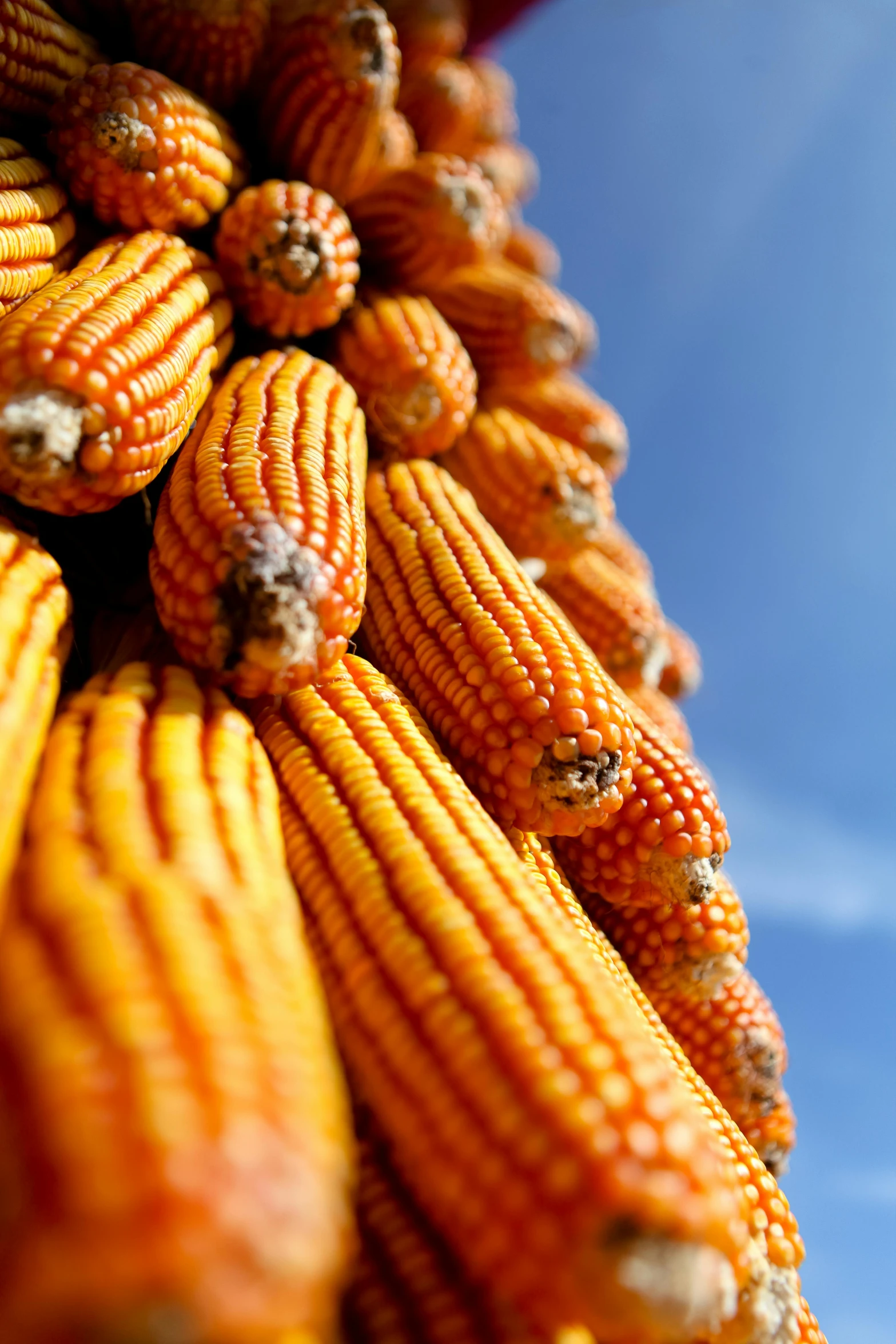 a corn cob growing in clusters on the cob