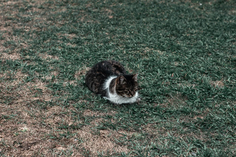 a cat laying in grass with a head stuck in the grass