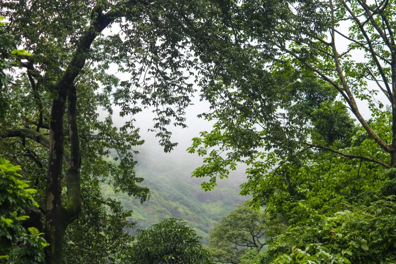 a bench sitting on the side of a hill surrounded by lush green trees