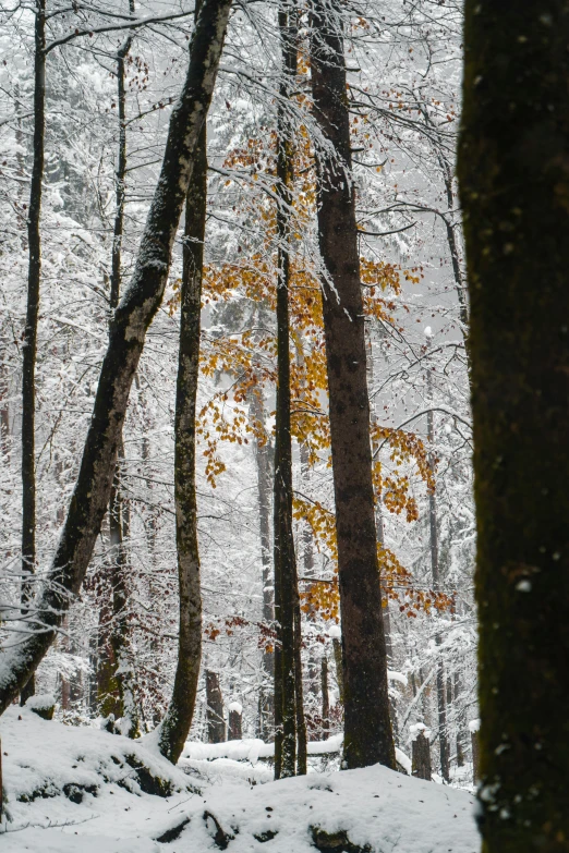 a large forest filled with lots of snow