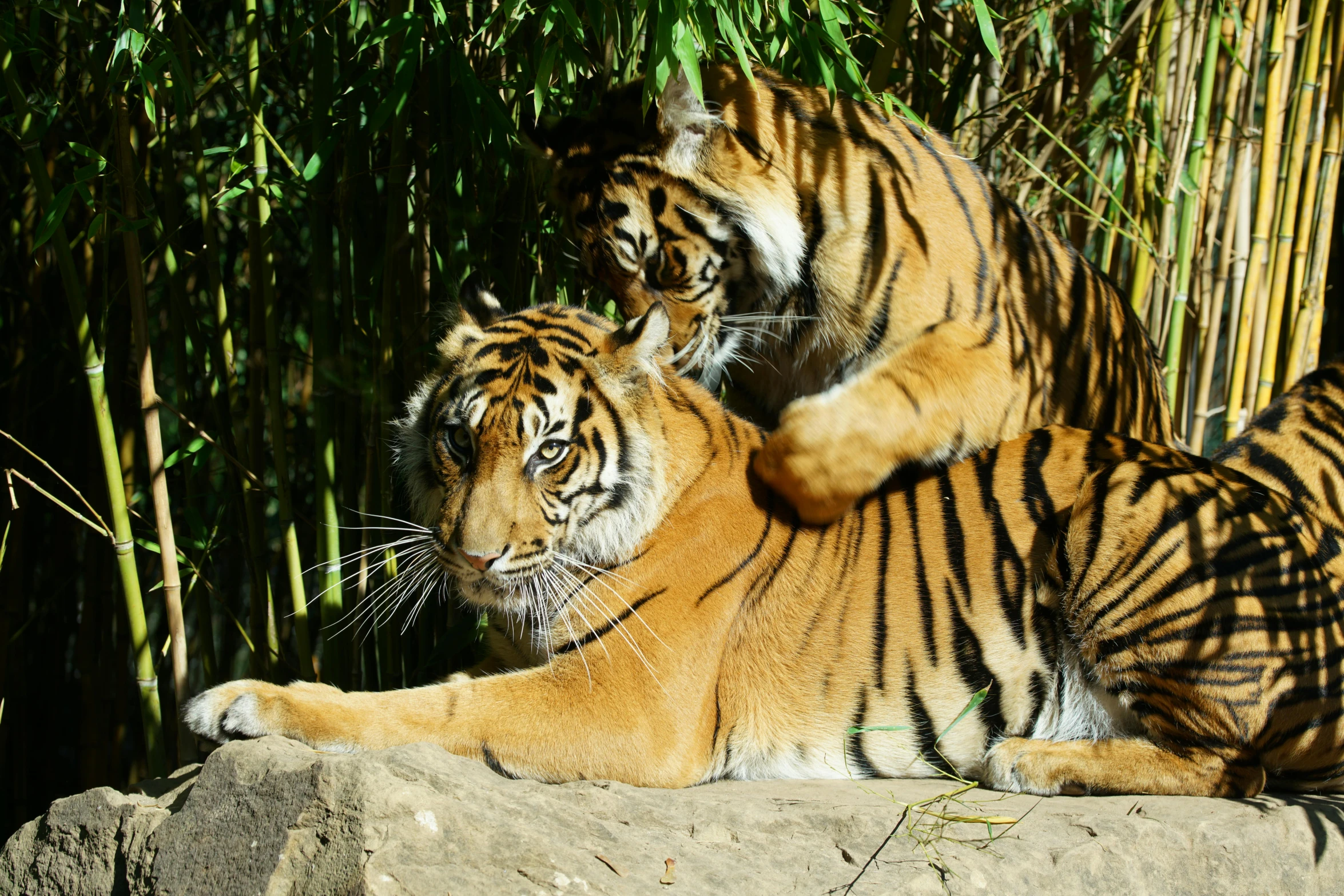 a tiger is lying down in the shade by a bamboo tree