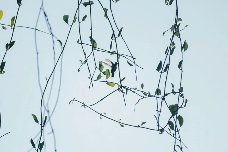 some leaves and nches against the sky