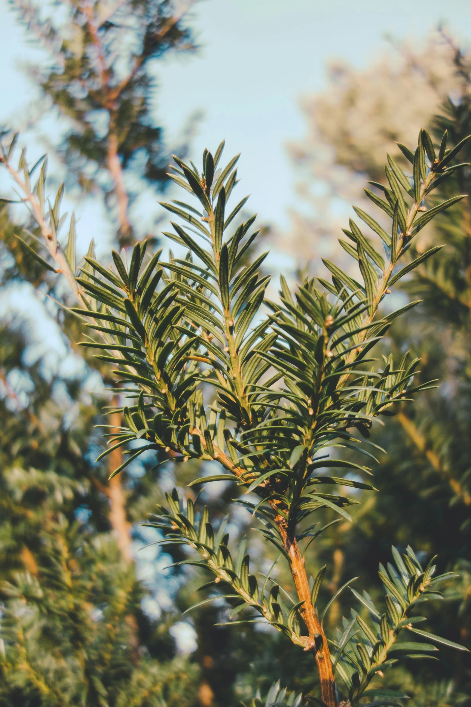 a leafless, young pine tree sitting in front of trees