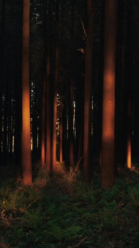 a dark forest with lights coming out from the trees