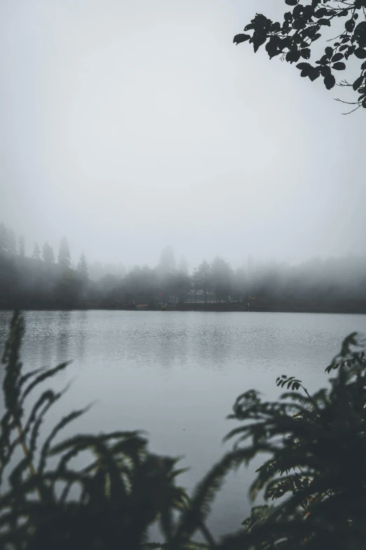 a body of water surrounded by forest in the distance