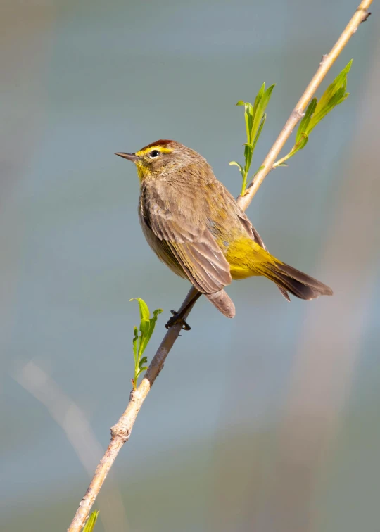 a small bird perched on a nch with green leaves