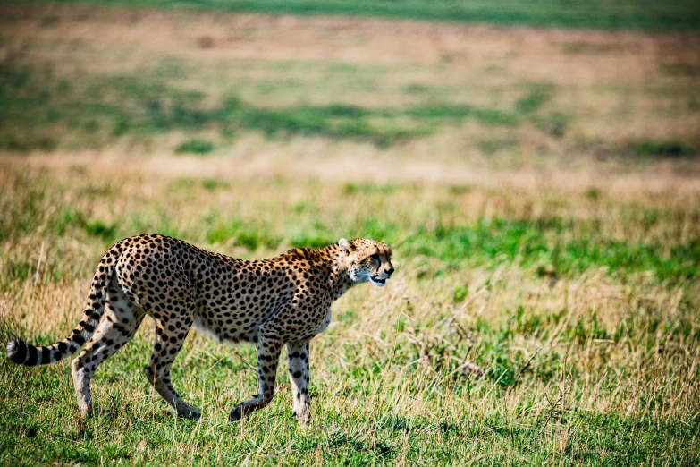 a cheetah in the middle of the grass in the wild