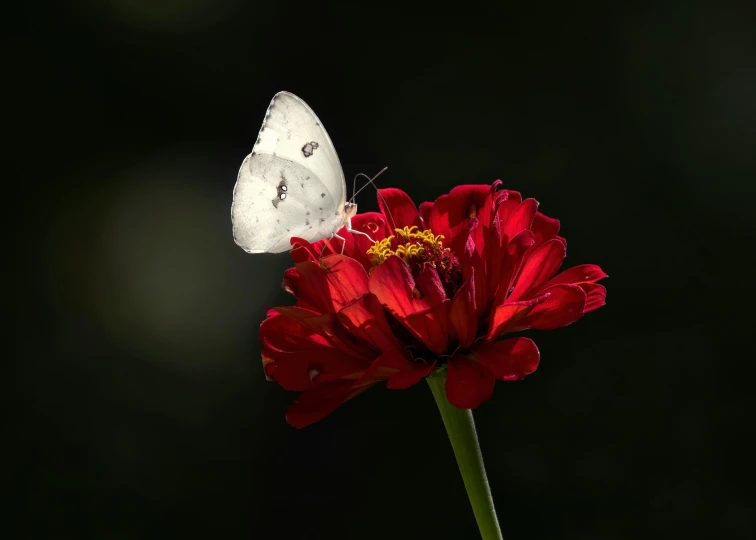 a single white erfly sitting on top of a flower