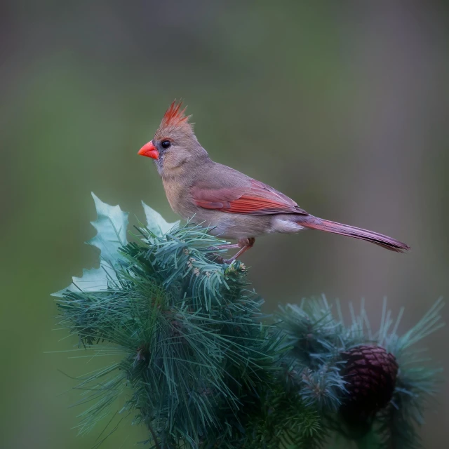 a red bird perched on a pine nch