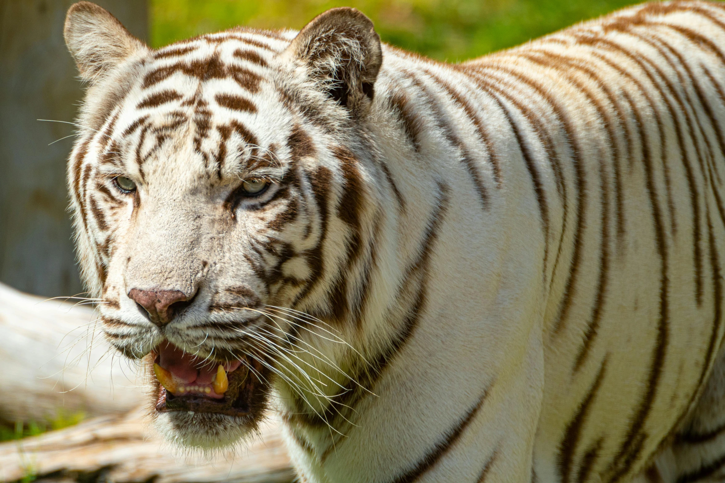 a large white tiger standing next to a tree