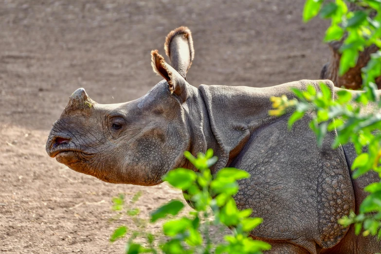 the rhino is staring and hiding behind the foliage