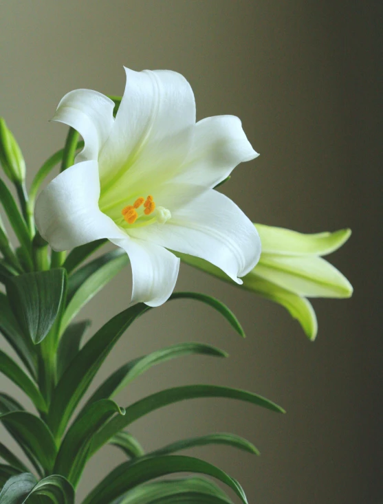 a close up view of the flower of a plant