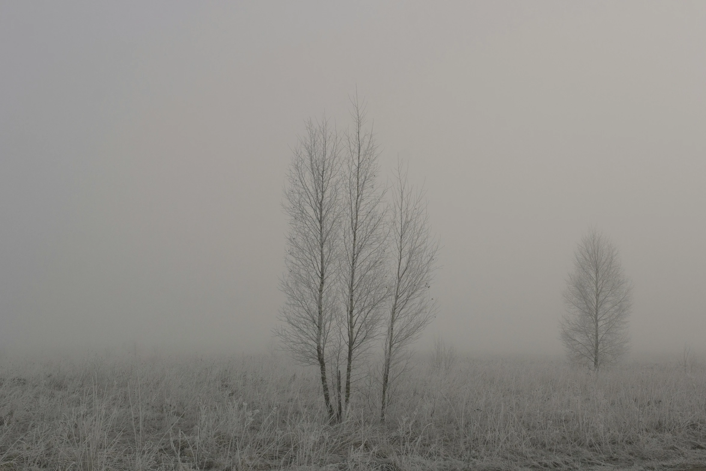 two trees stand out in the mist on a gray day